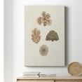 thumbnail image 6 of Knorr Shells & Coral VIII Premium Gallery Wrapped Canvas - Ready to Hang, 6 of 9