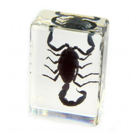 ED SPELDY EAST PW113 Paperweight  small  Black Scorpion