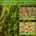thumbnail image 5 of ZeeDix 6OZ Premium Sphagnum Moss for Plants, 8QT Natural Long Fibered Orchid Moss Sphagnum Peat Moss Bulk for Carnivorous,Orchid,Sarracenia,Succulent,Venus Fly Traps and Reptiles, 5 of 8