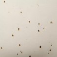 thumbnail image 4 of Bouclair Artificial Plant in Beige Speckled Pot, 4 of 5