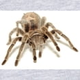 thumbnail image 2 of CafePress - Tarantula - Cute Infant Bodysuit Baby Romper - Size Newborn - 24 Months, 2 of 3