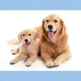 thumbnail image 3 of CafePress - Golden Retriever Buddies Light T Shirt - Men's Classic Graphic T-Shirt, 3 of 4