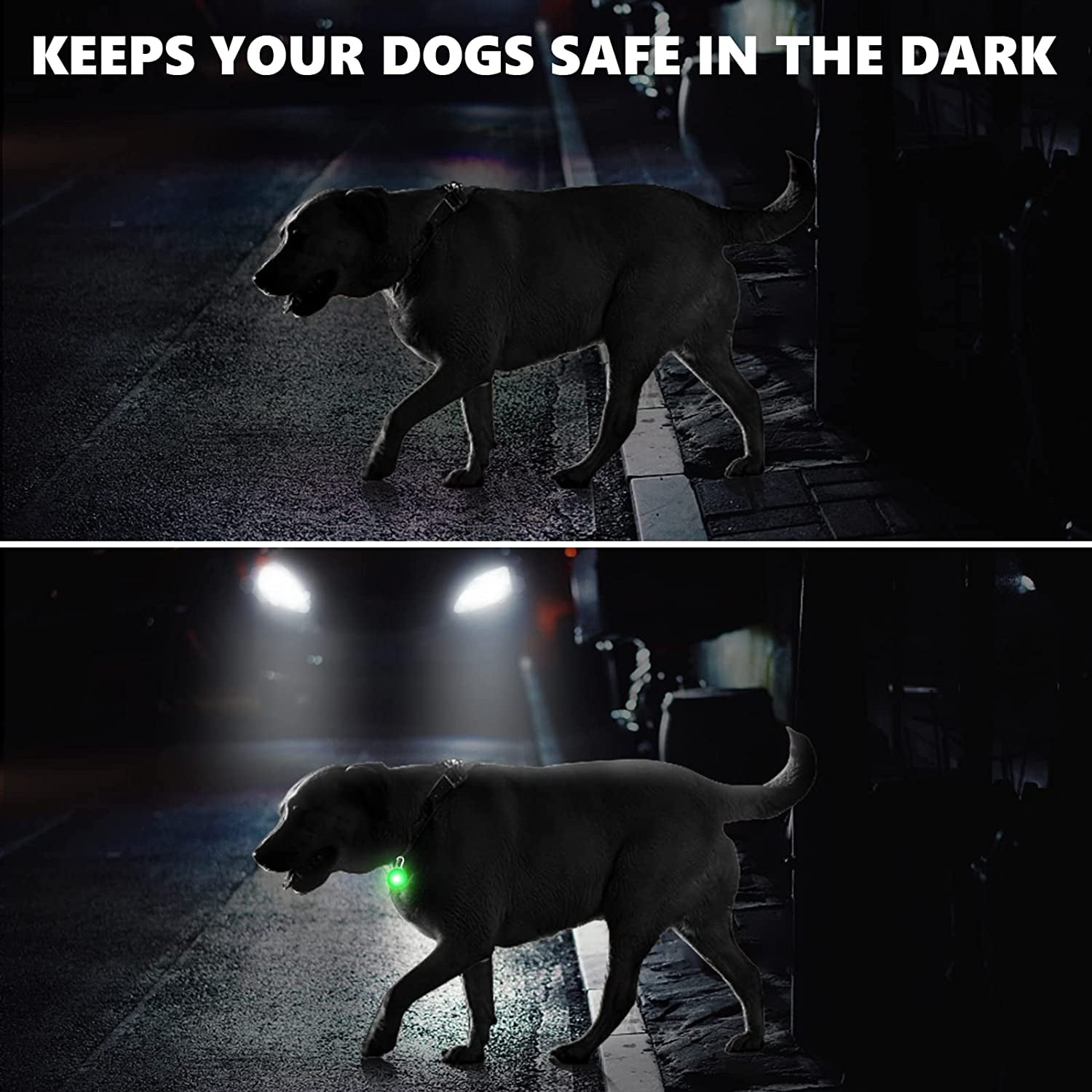 What Does A Dog See At Night