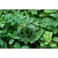 thumbnail image 4 of Italian Oregano | Two Live Herb Plants | Non-GMO, Mild Flavor, Dries Well, 4 of 5