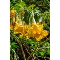 thumbnail image 2 of Engelbrecht, Lisa S. 11x14 Black Ornate Wood Framed with Double Matting Museum Art Print Titled - Yellow Angels Trumpet, 2 of 4