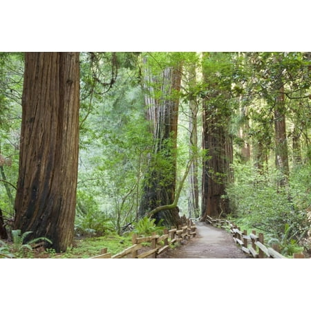 Trail Through Muir Woods National Monument, California, USA Print Wall Art By Jaynes (Best Trails In Muir Woods)