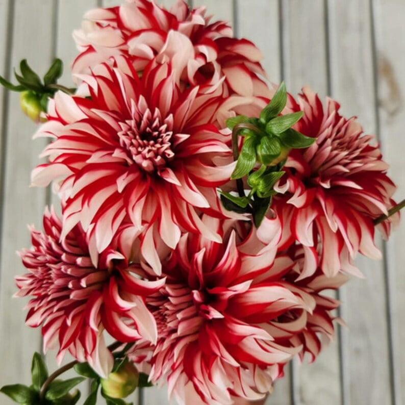 40 Seeds Santa Claus Dahlia Mix - Pollinator Friendly, Heirloom Flower Seeds for Garden Blooms