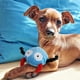 thumbnail image 3 of Juguetes para perros con chirrido, juguetes interactivos para masticadores, juguetes duraderos para tirar y buscar, juguetes y pelotas de peluche para perros pequeños/medianos/grandes Zhivalor 2035134-2, 3 of 9