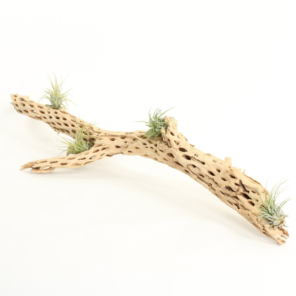 Koyal Wholesale Cholla Wood 18 to 20-Inch, Aquarium Branches, Airplants Decor, Reptile Perch, Natural Home Decoration