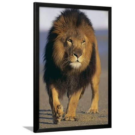 lion walking on sand framed print wall art by dlillc walmart com