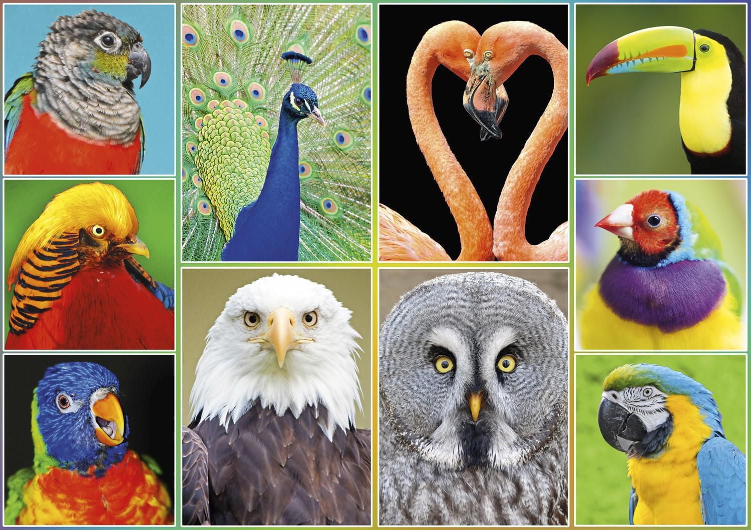 Buffalo Games Amazing Nature Pretty Birds 500 Piece Jigsaw Puzzle