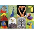 thumbnail image 4 of Buffalo Games Amazing Nature Pretty Birds 500 Piece Jigsaw Puzzle, 4 of 5
