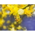 thumbnail image 3 of Popcorn 18x15 Black Modern Framed Museum Art Print Titled - Tree In Bloom I, 3 of 5