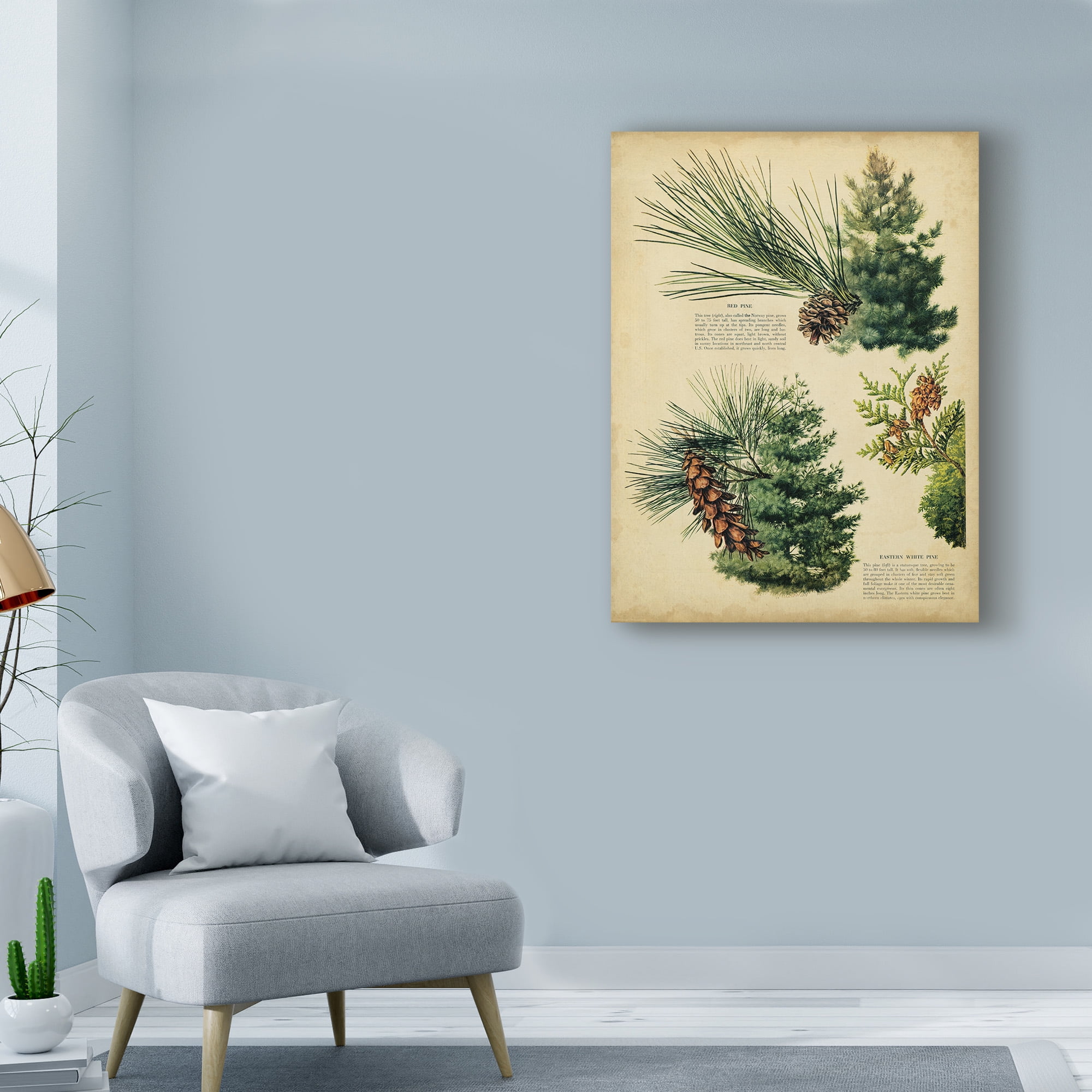 Trademark Fine Art 'Red Pine & Eastern White Pine' Canvas Art by Unknown