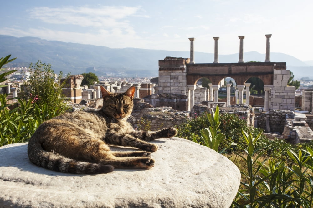 A Cat Lays In The S