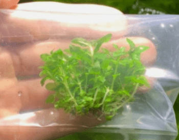 Staurogyne Repens Clump (S. Repens) Live Aquarium Plant – Easy Foreground Freshwater Plant