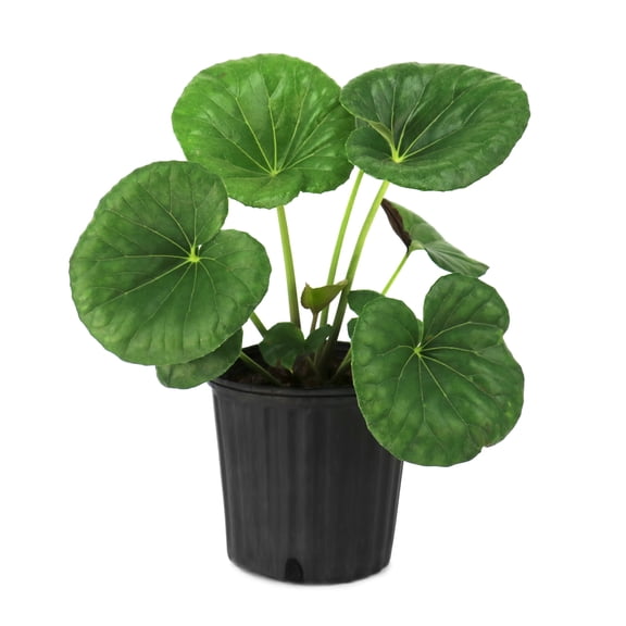 National Plant Network 1 gal. Farfugium Giganteum Tractor Seat Perennial Plant