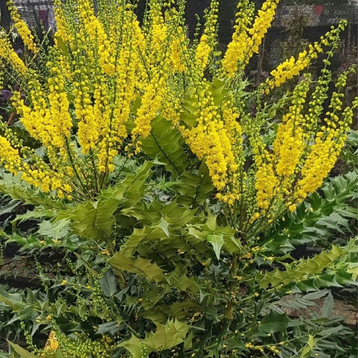 Expert Gardener 1-2' Mahonia Winter Sun Live Tree in 1 gal. Grower Pot