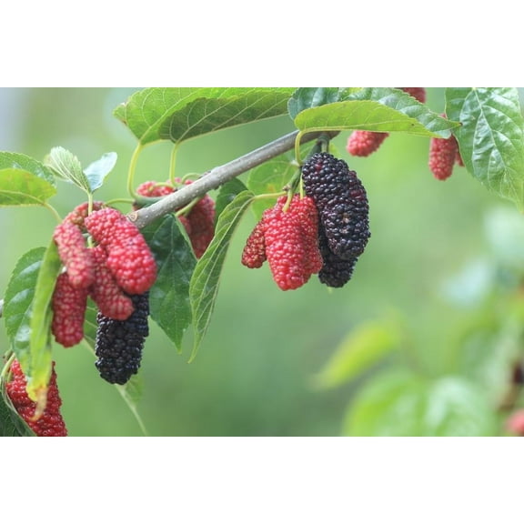 Red Mulberry Tree Seedlings for Planting - No Ship to California (1 Seedling)