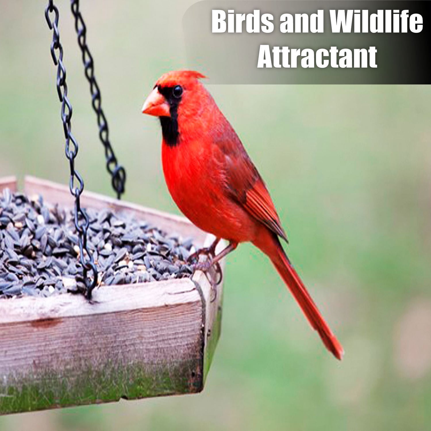 Old Potters Wildlife Striped Sunflower Seeds for Birds and Wildlife, Non-GMO & USA Grown, Organic, Small Farm