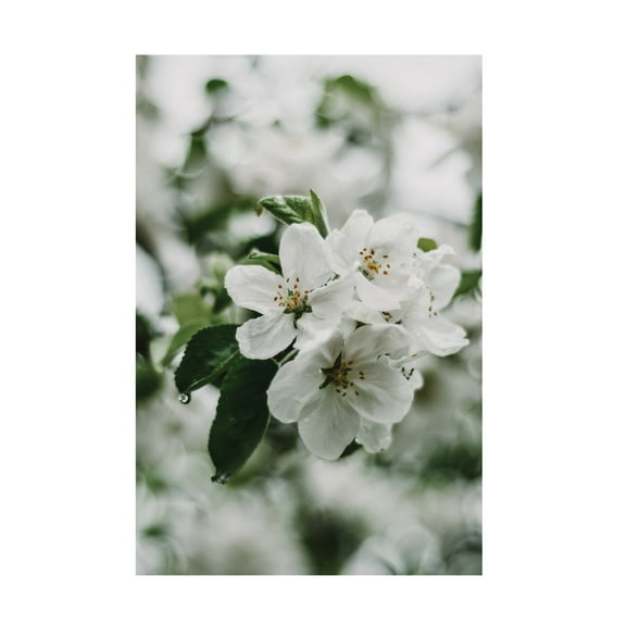Trademark Fine Art Eva Bronzini Spring Series - Apple Blossoms in the Rain 1 12 Canvas Wall Art