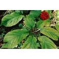 thumbnail image 6 of Dairyland 400 Stratified American Ginseng Seed!! Ready to Plant, Grow Your own Wild Ginseng!! (400 Seeds), 6 of 6