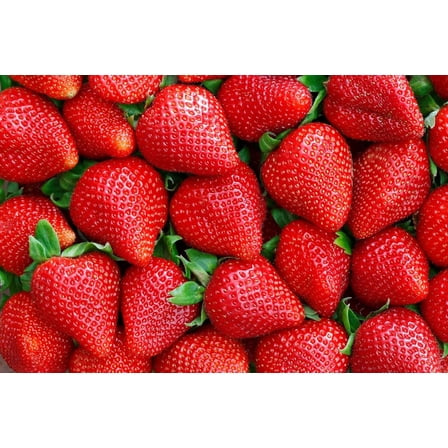 Brunswick Strawberry Roots to Grow - Large and Delicious Red Strawberries - Healthy Rootstock (5 Plants)