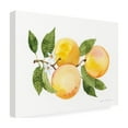 thumbnail image 4 of Trademark Fine Art 'Citrus Garden III' Canvas Art by Kathleen Parr McKenna, 4 of 4