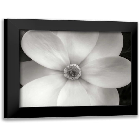 Christensen, Jim 14x12 Black Modern Framed Museum Art Print Titled - Magnolia II