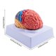 thumbnail image 4 of Human Brain Model Anatomy with Colored and Labeled Regions, 2-Part Human Brain Model Disassembled -, 4 of 5