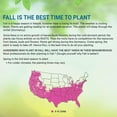 thumbnail image 4 of Pixies Gardens Flame Seedless Grape Vine Shrub Live Fruit Plant for Planting - Most Common Variety of Red Grapes Found in Grocery Stores Flame is Often Used for Raisins (2 Gallon Potted), 4 of 5