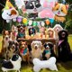 thumbnail image 5 of Set de decoración con globos para fiesta de cumpleaños de perros, 7 unidades, 5 of 6