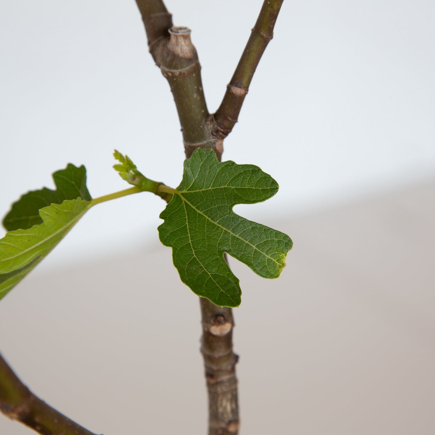 Expert Gardener Flowerwood Brown Turkey Fig Live Tree