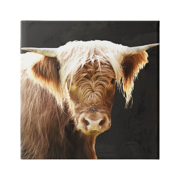 Stupell Industries Brown Wooly Cattle Animals & Insects Photography Gallery Wrapped Canvas Art Print Wall Art, 30 x 30
