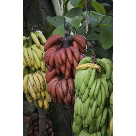 Peel-n-Stick Poster of Banana Costa Rica Tropical Green Food Red Fruit Poster 24x16 Adhesive Sticker Poster (Best Fruit In Costa Rica)
