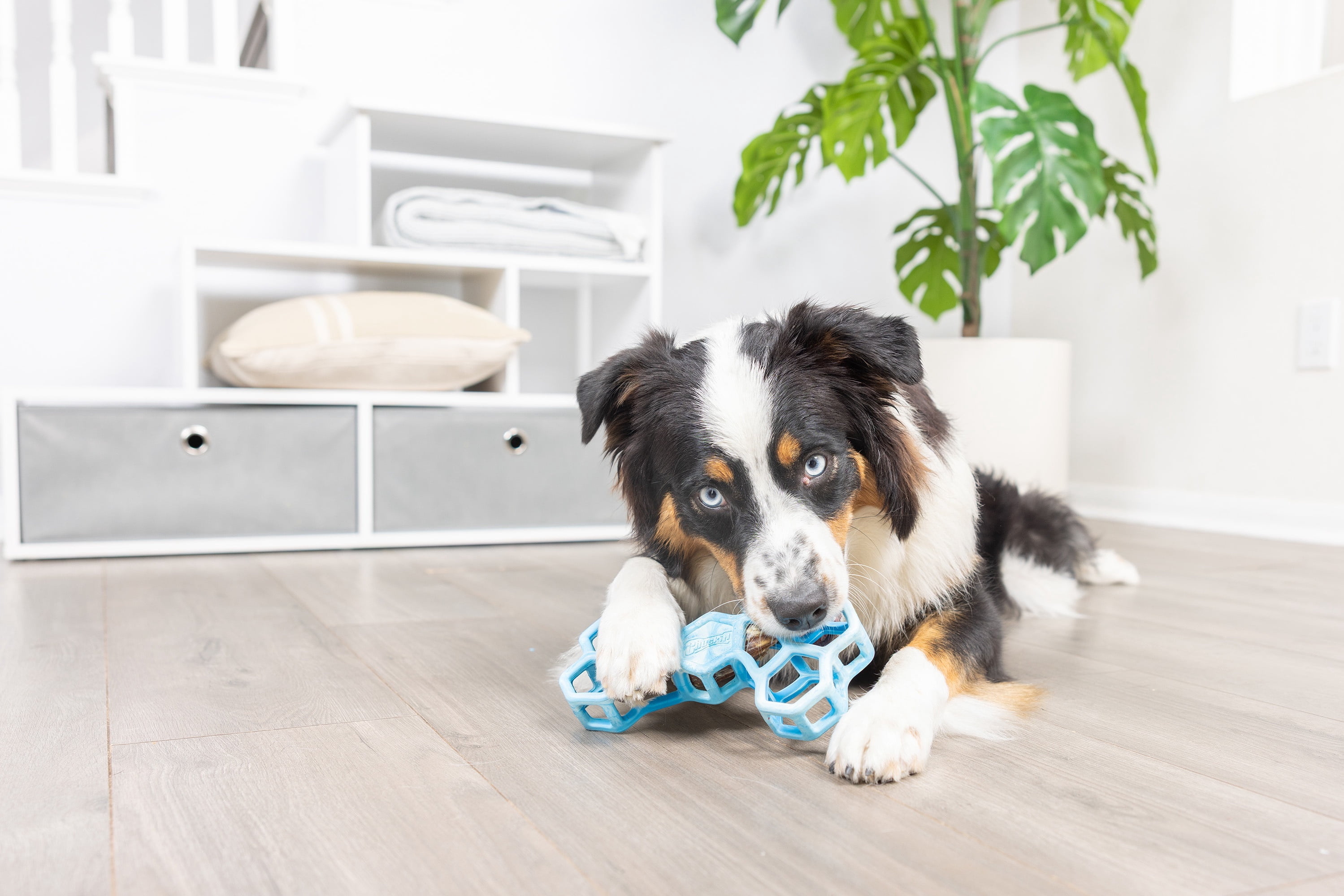 Chuckit! Holee Roller Dog Treat Puzzle Bone, Large, Blue – Treat & Chew Toy for Dogs 60–100 lb, Pack of 1