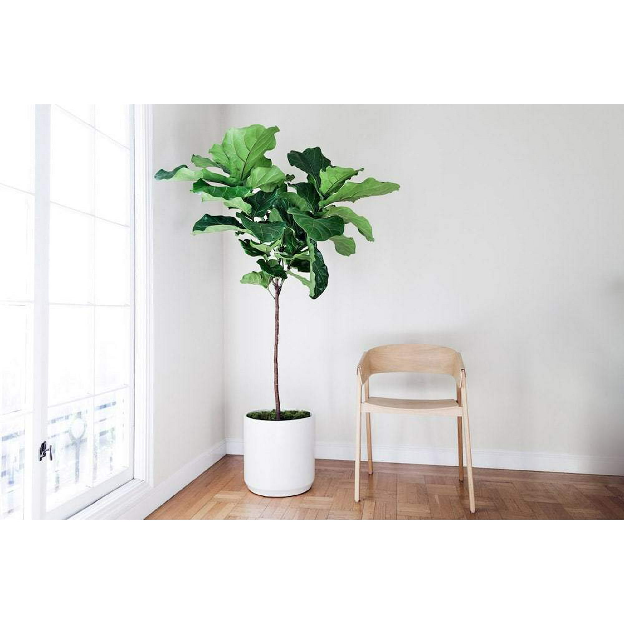 Are Ficus Trees Poisonous To Dogs And Cats