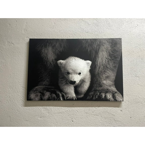 Animal Photo Artwork, Animal Wild Artwork, Animal Art Canvas, Baby Polar Bear, Trendy Art Canvas, Animal Photography Art Canvas, Canvas Wall Decor - Rolled Canvas