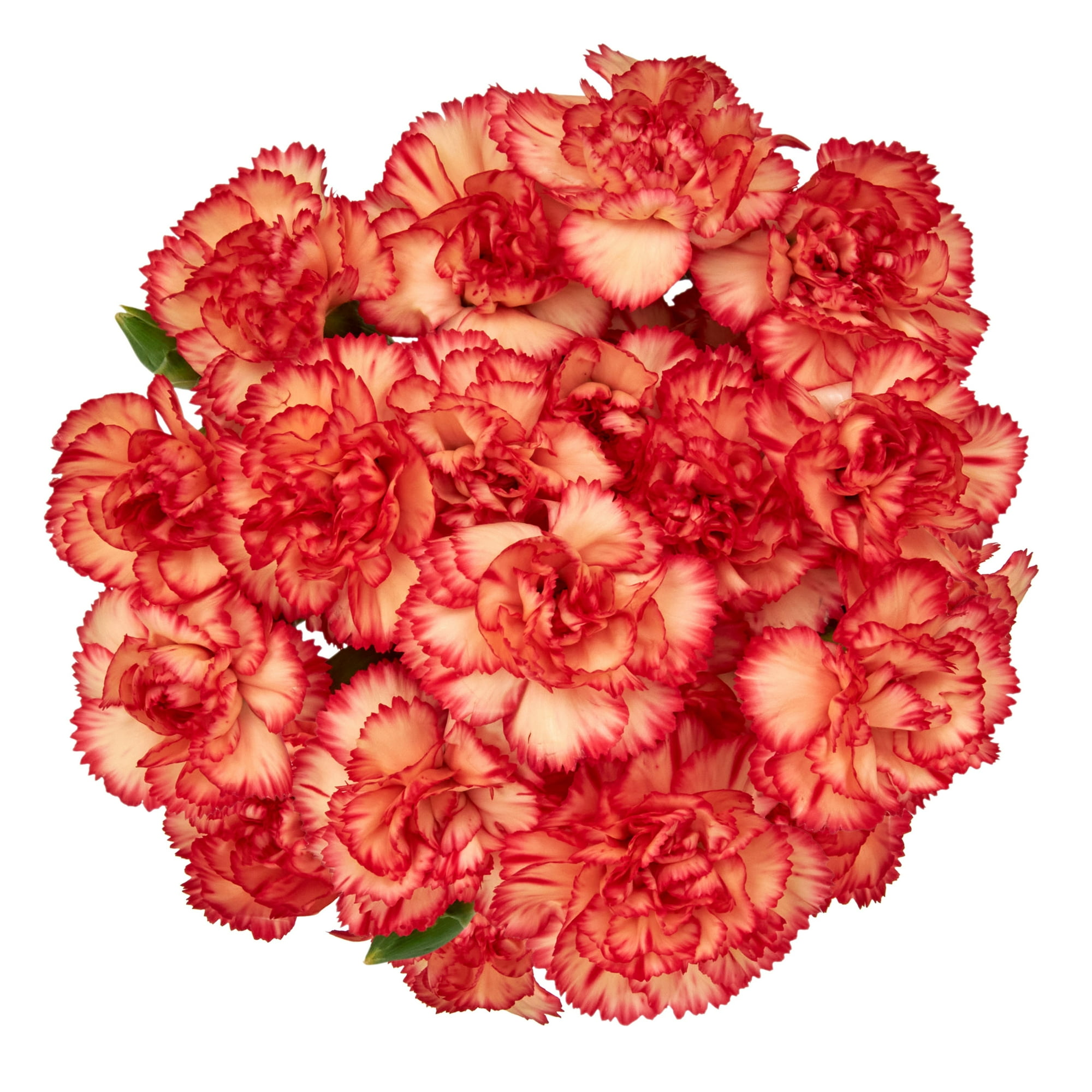 Mini Carnation Flower Bunch Small, Colors May Vary