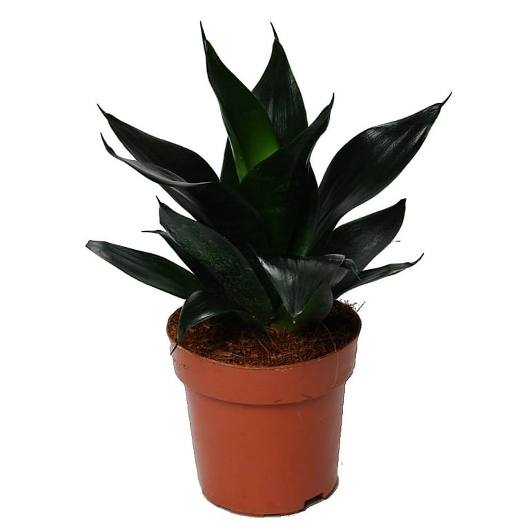 Black Dragon Snake Plant - Sansevieria - 6" Pot Collector's Series -  Walmart.com