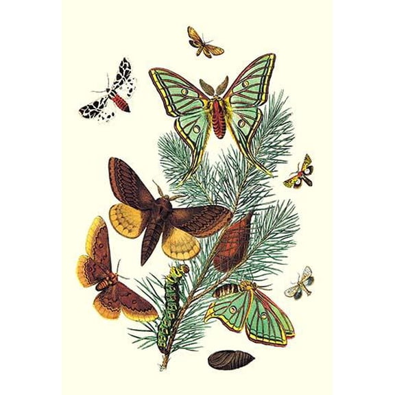 Moths: E. Pudica, E. Pantheria, S. Caecigena, L. Lineosa-Fine Art Canvas Print (20" x 30")