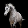 thumbnail image 3 of Walker, Carol 15x15 Black Modern Framed Museum Art Print Titled - Spotted Horse, 3 of 5