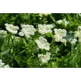 thumbnail image 4 of 20  Seeds SWEET CICELY Myrrhis Odorata Herb Fragrant Flower Licorice Flavor, 4 of 7