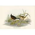 thumbnail image 2 of Gould, John 18x13 Black Ornate Wood Framed with Double Matting Museum Art Print Titled - White-eyebrowed Water Crake-Porzana leucophrys, 2 of 4