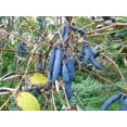 thumbnail image 2 of 7 BLUE SAUSAGE FRUIT Edible & Ornamental Decaisnea Fargesii Tree Shrub Seeds, 2 of 10