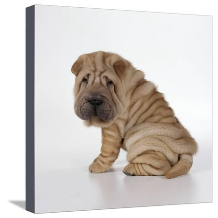 Shar Pei Pug - Shar Pei Puppy, Side-View Stretched Canvas Print Wall Art