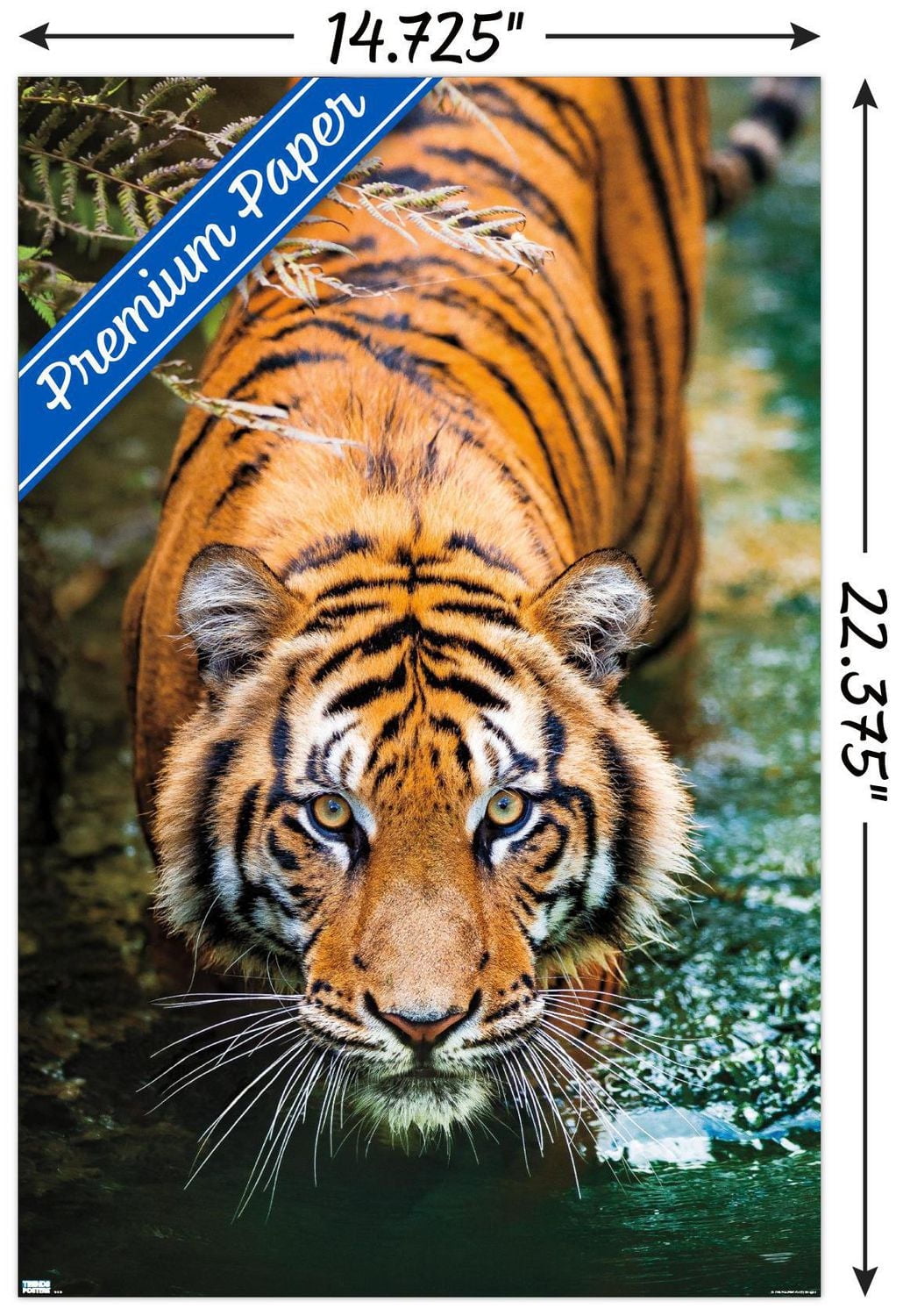 Tiger - Water Wall Poster, 22.375" x 34" Framed