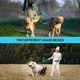 thumbnail image 5 of Correa doble para perros PetBonus, no se enreda, reflectante, turquesa, 5 of 6