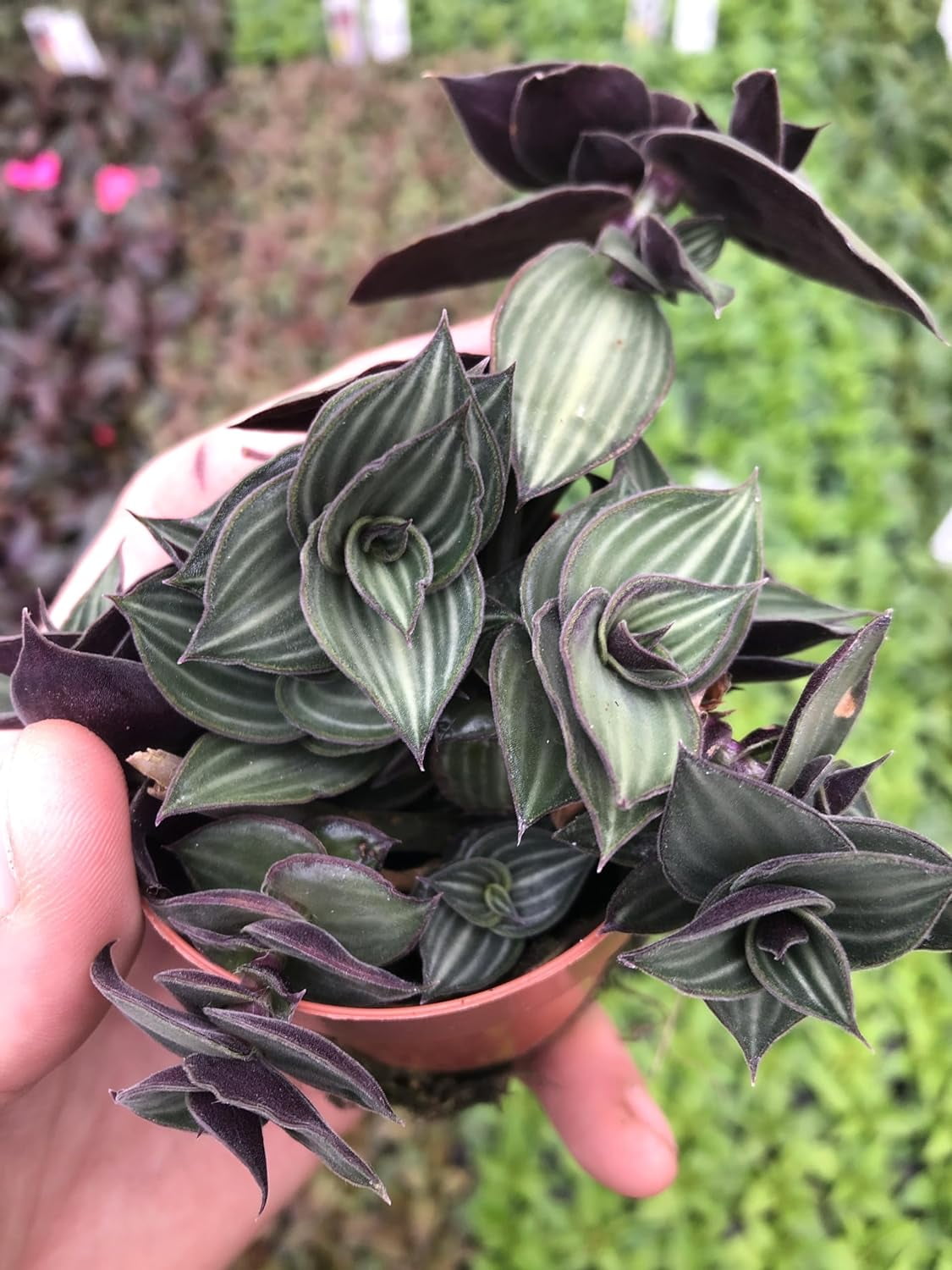 Tradescantia Jose Puig ~ Purple and neon Green Wandering Jew