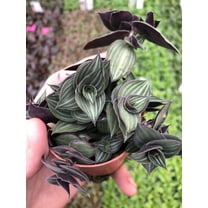 AugustBreezeFarm Tradescantia Elegans Striped Wandering Jew Live Plant